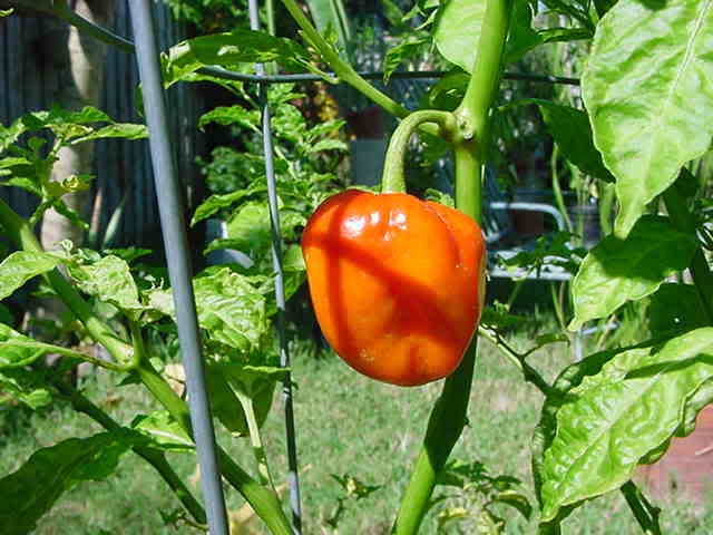 40 Orange Scotch Bonnet Pepper (Capsicum Chinense) Seeds