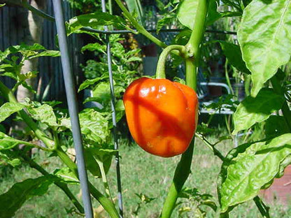 40 Orange Scotch Bonnet Pepper (Capsicum Chinense) Seeds