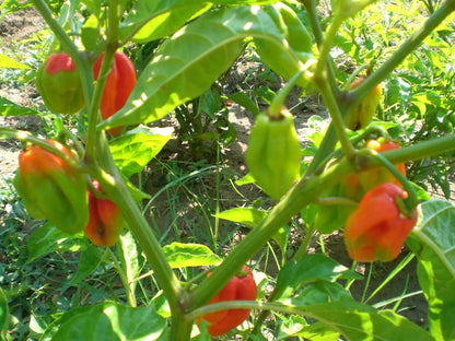 40 Orange Scotch Bonnet Pepper (Capsicum Chinense) Seeds