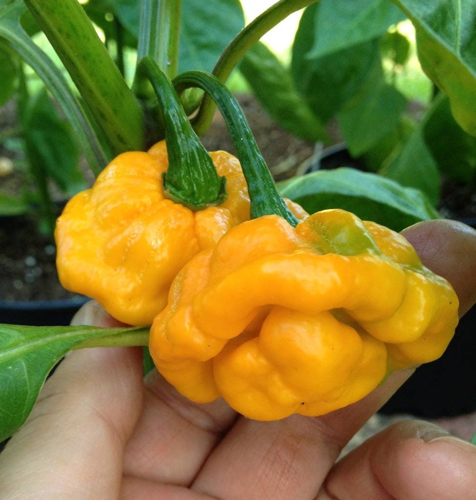 40 Yellow Scotch Bonnet Pepper (Capsicum Chinense) Seeds