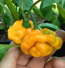 40 Yellow Scotch Bonnet Pepper (Capsicum Chinense) Seeds