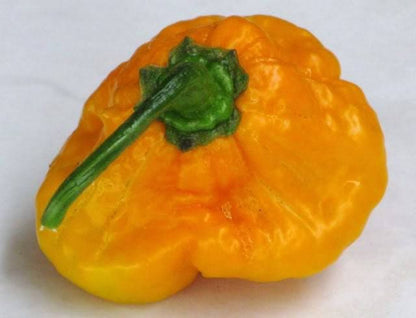 40 Yellow Scotch Bonnet Pepper (Capsicum Chinense) Seeds
