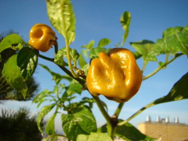 40 Yellow Scotch Bonnet Pepper (Capsicum Chinense) Seeds