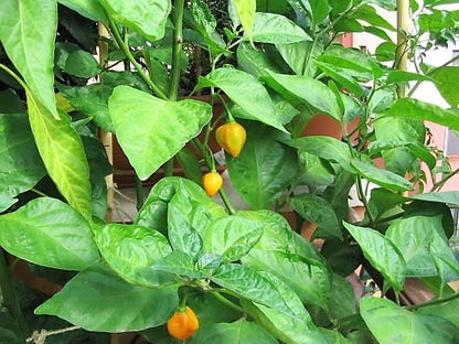 40 Yellow Scotch Bonnet Pepper (Capsicum Chinense) Seeds