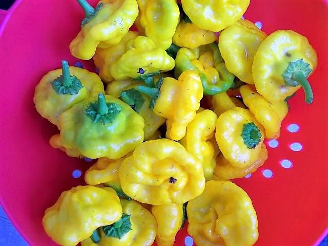 40 Yellow Scotch Bonnet Pepper (Capsicum Chinense) Seeds