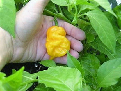 40 Yellow Scotch Bonnet Pepper (Capsicum Chinense) Seeds