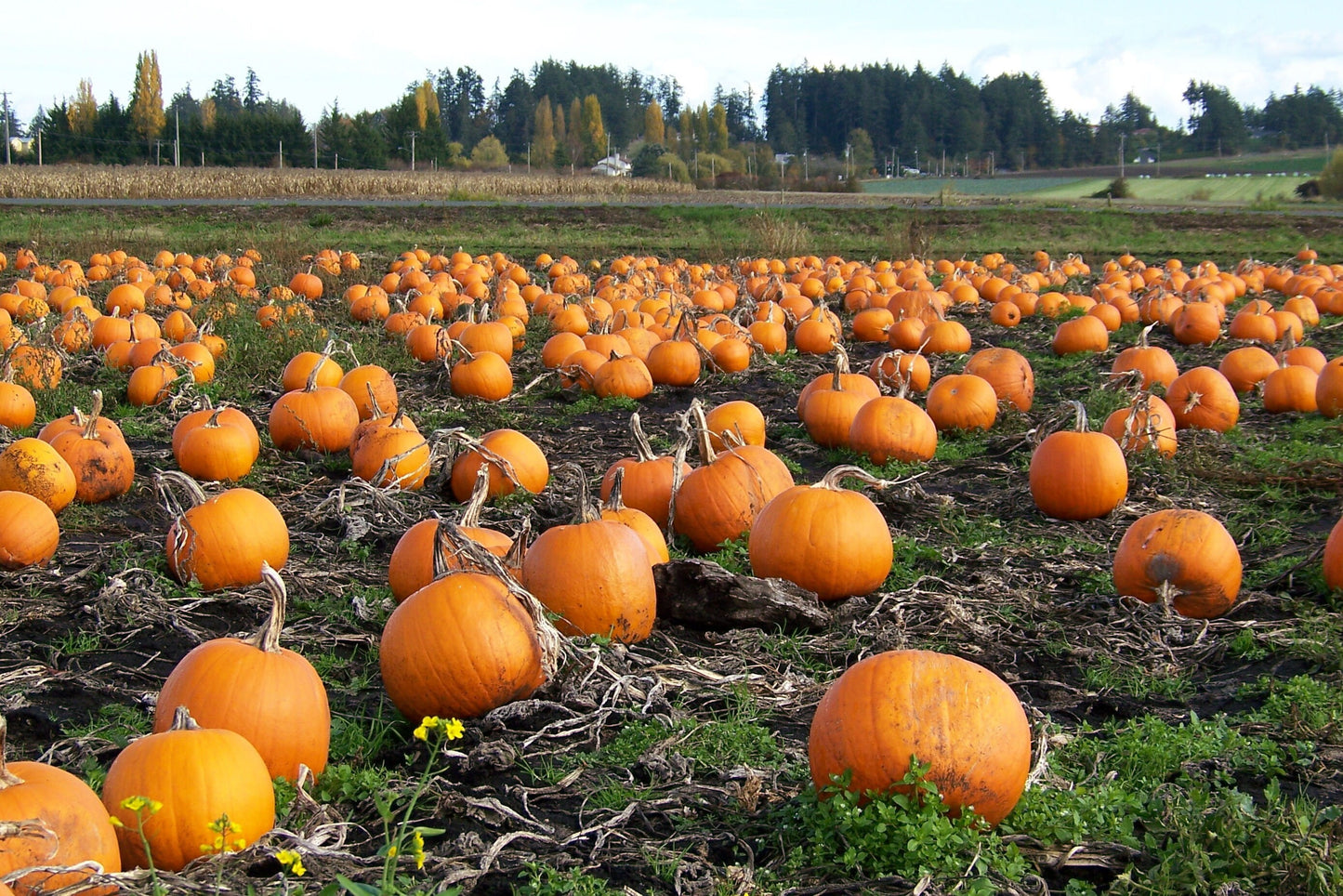 40 Small Sugar Pumpkin (Cucurbita Pepo) Seeds