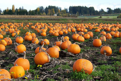 40 Small Sugar Pumpkin (Cucurbita Pepo) Seeds