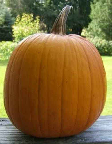 40 Small Sugar Pumpkin (Cucurbita Pepo) Seeds