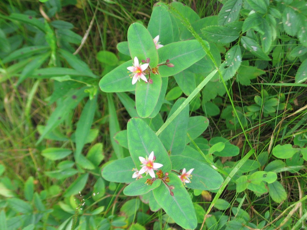 50 Marsh SAINT JOHN'S WORT Hypericum Virginicum Pink Mauve Flower Seeds