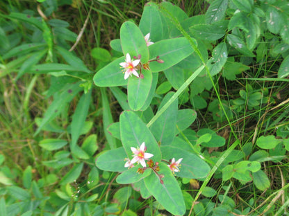 50 Marsh SAINT JOHN'S WORT Hypericum Virginicum Pink Mauve Flower Seeds