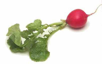 500 Champion Radish (Raphanus Sativus) Seeds