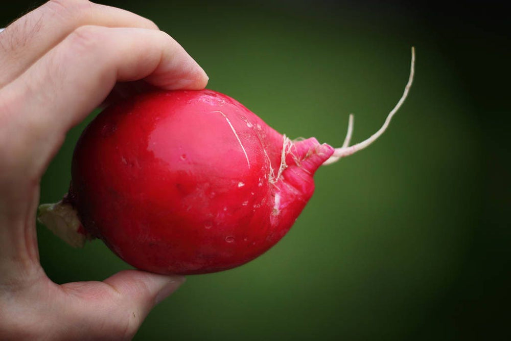 500 Champion Radish (Raphanus Sativus) Seeds