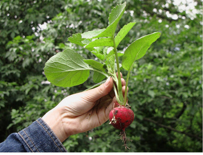 500 Champion Radish (Raphanus Sativus) Seeds