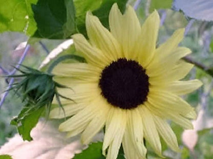 50 VANILLA ICE SUNFLOWER Two Tone Light Yellow Helianthus Annuus Flower Seeds
