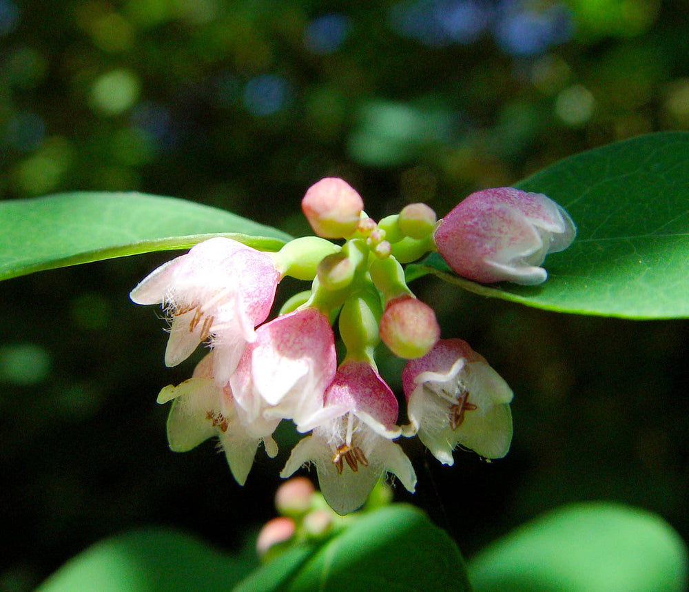 30 Western Snowberry / Wolfberry / Wax Berry (Symphoricarpos Occidentalis) Seeds