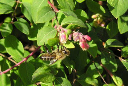 30 Western Snowberry / Wolfberry / Wax Berry (Symphoricarpos Occidentalis) Seeds