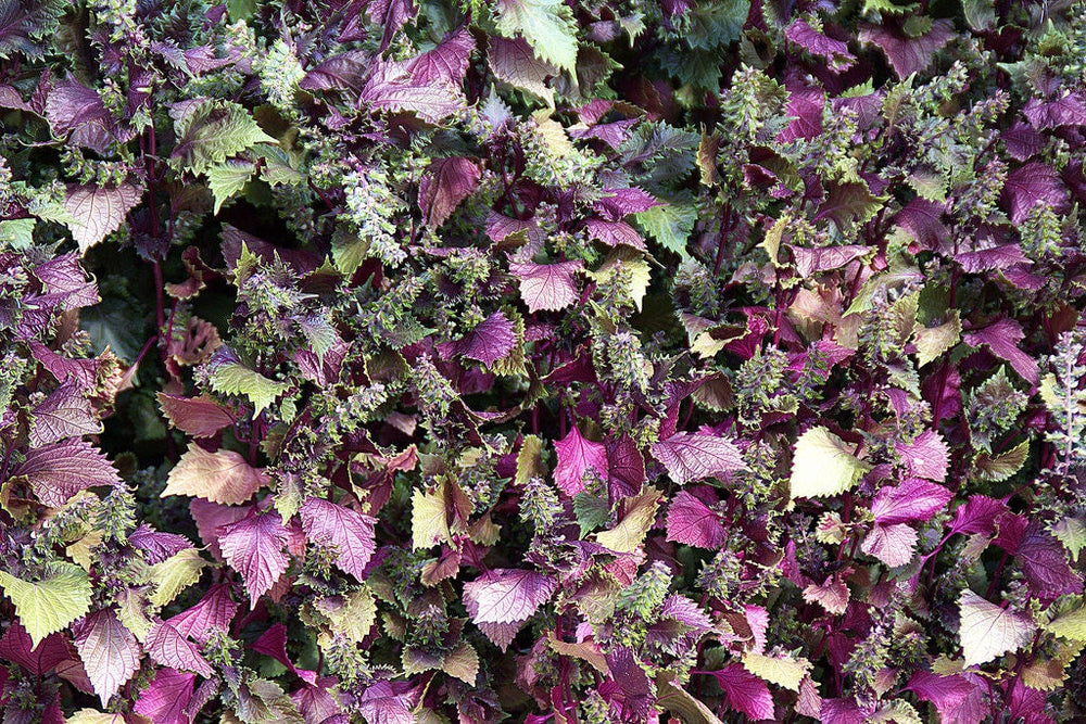 300 Purple Shiso (Perilla Frutescens) Seeds