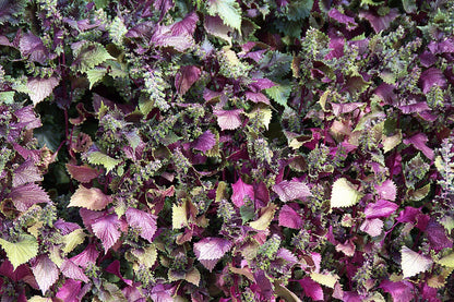 300 Purple Shiso (Perilla Frutescens) Seeds