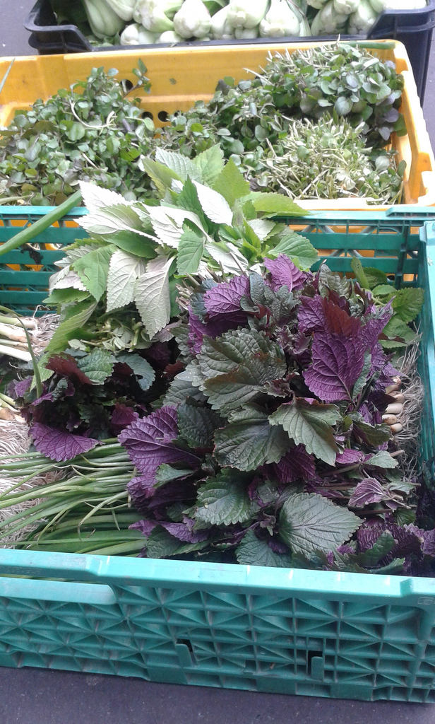 300 Purple Shiso (Perilla Frutescens) Seeds
