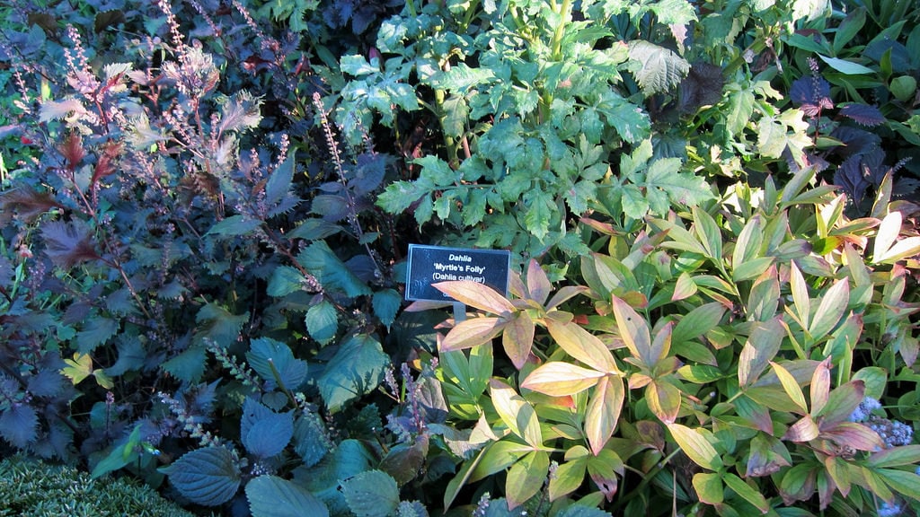 300 Purple Shiso (Perilla Frutescens) Seeds