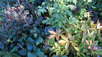 300 Purple Shiso (Perilla Frutescens) Seeds