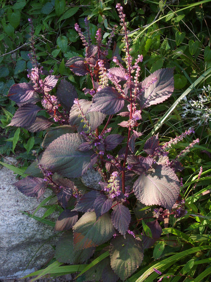 300 Purple Shiso (Perilla Frutescens) Seeds
