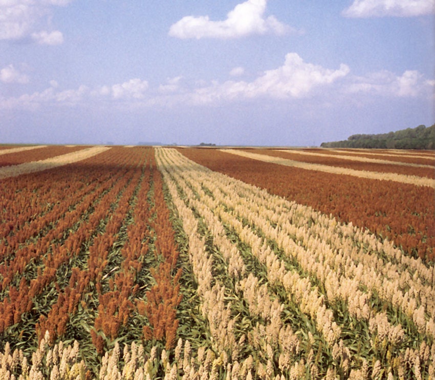 20 Rox Orange Sorghum (Sorghum Bicolor) Seeds