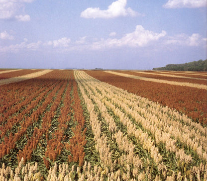 20 Rox Orange Sorghum (Sorghum Bicolor) Seeds