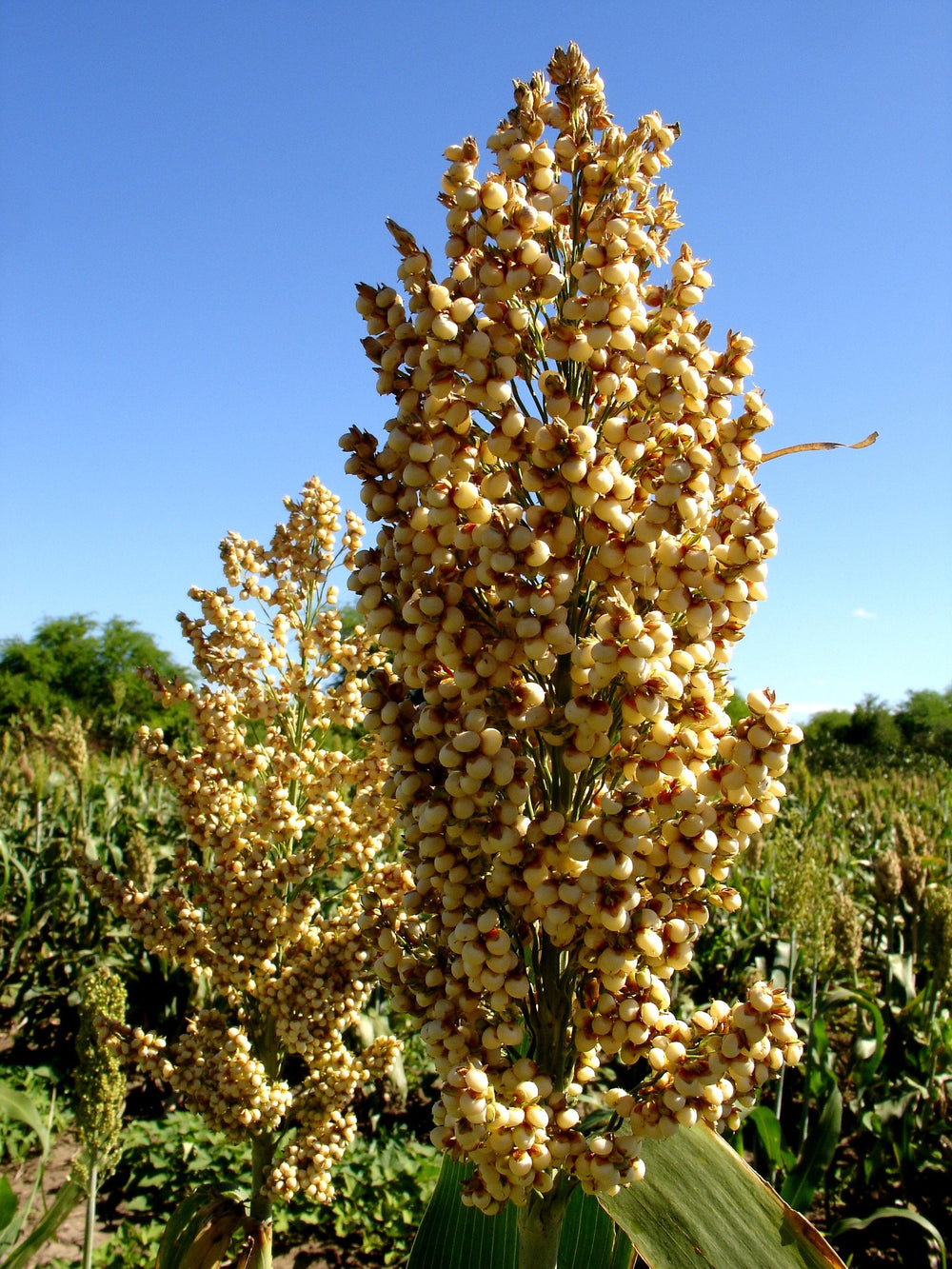 50 Top 76-6 Sorghum (Sorghum Bicolor) Seeds