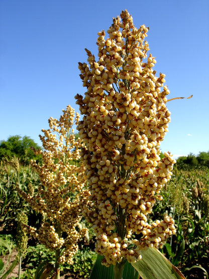 50 Top 76-6 Sorghum (Sorghum Bicolor) Seeds