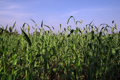50 M81E SORGHUM Light Amber Syrup Bicolor Vegetable Grain Seeds