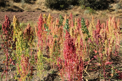 50 Red Aztec Spinach (Huauzontle Chenopodium Berlandieri)  Seeds