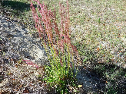 50 Red Aztec Spinach (Huauzontle Chenopodium Berlandieri)  Seeds