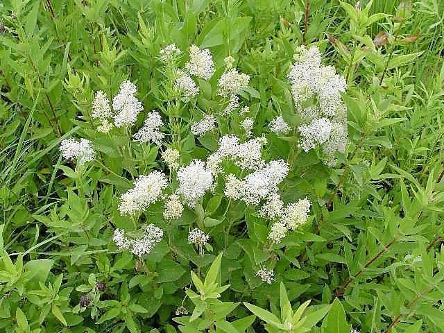 New Jersey Tea (Ceanothus americanus) Seeds – 20 ct
