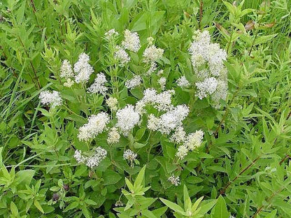 New Jersey Tea (Ceanothus americanus) Seeds – 20 ct
