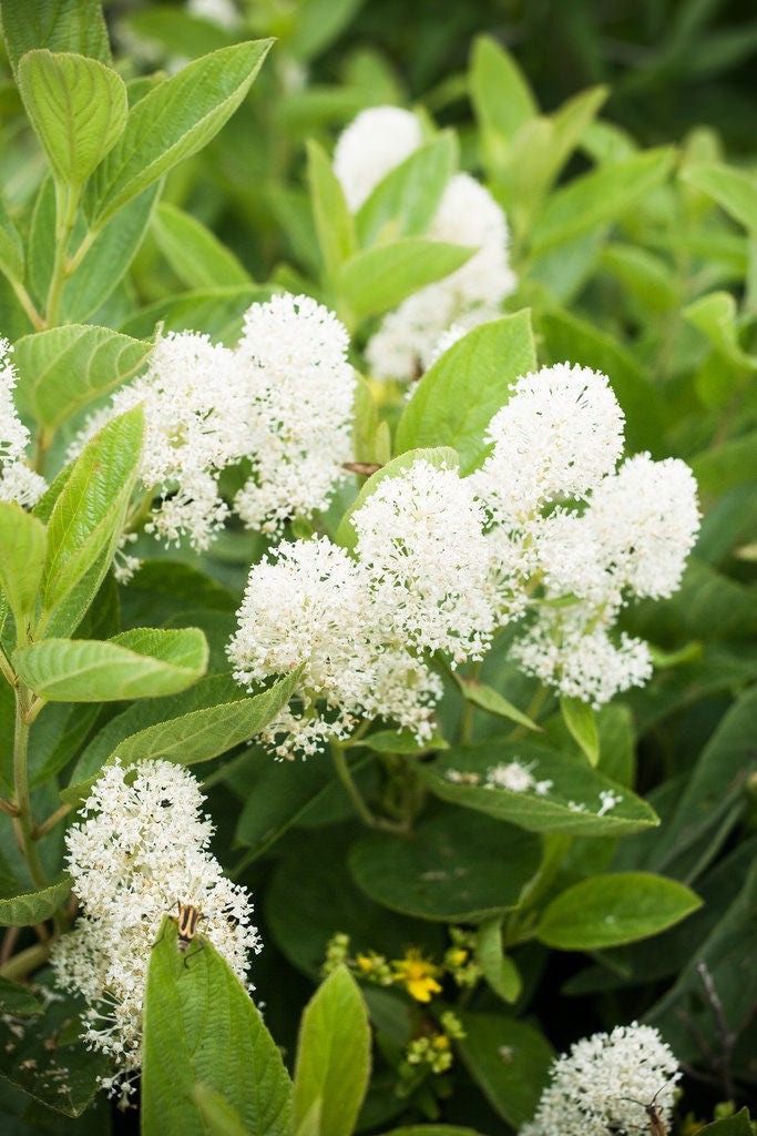 New Jersey Tea (Ceanothus americanus) Seeds – 20 ct