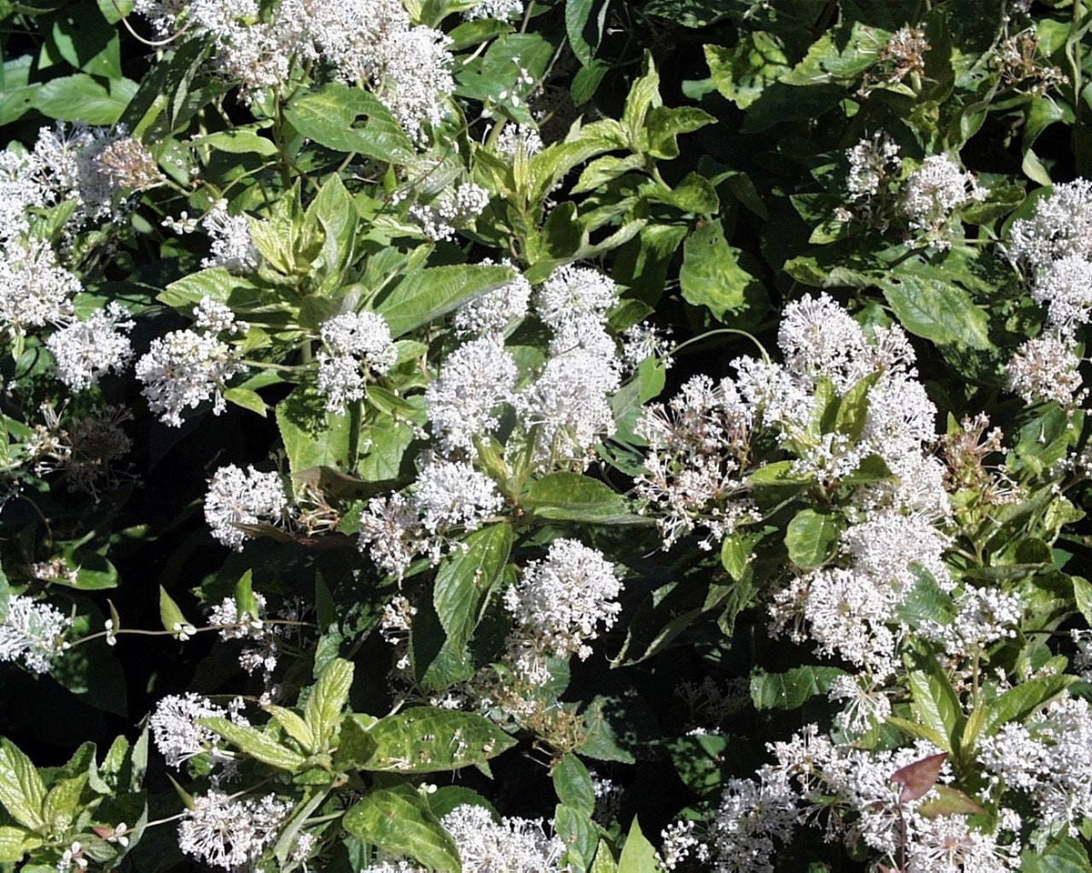 New Jersey Tea (Ceanothus americanus) Seeds – 20 ct