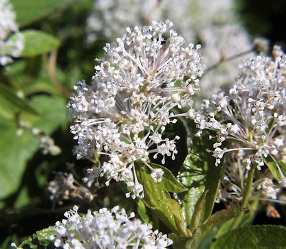 New Jersey Tea (Ceanothus americanus) Seeds – 20 ct