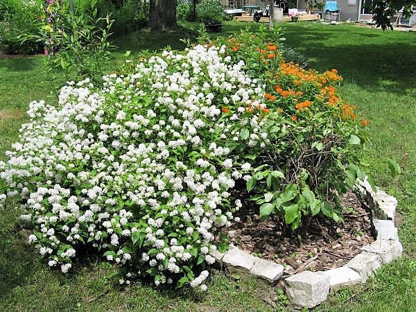 New Jersey Tea (Ceanothus americanus) Seeds – 20 ct