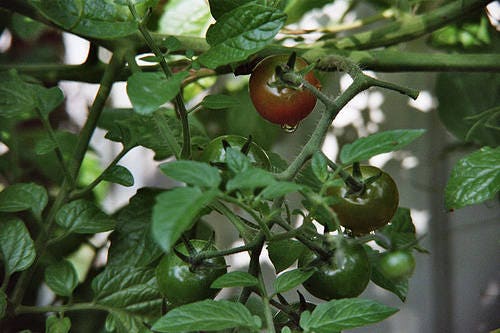 50 Black Cherry Tomato (Lycopersicon) Seeds