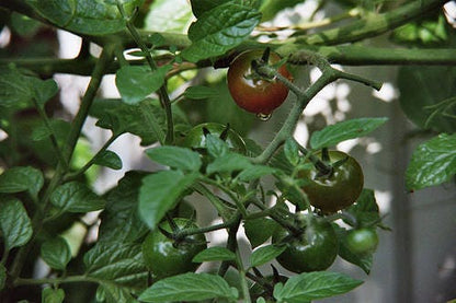 50 Black Cherry Tomato (Lycopersicon) Seeds