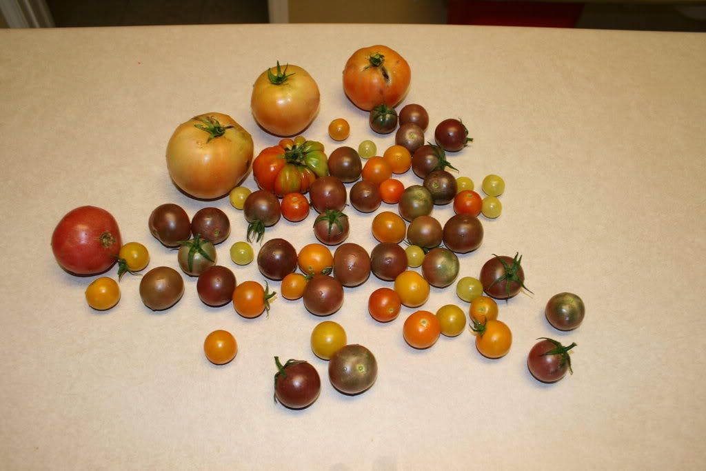 50 Black Cherry Tomato (Lycopersicon) Seeds