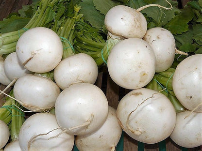 3000 Shogoin Turnip (Brassica Rapa) Seeds