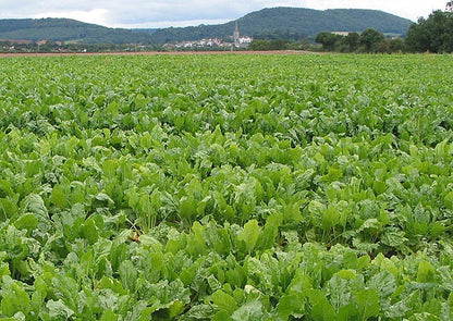 3000 Shogoin Turnip (Brassica Rapa) Seeds