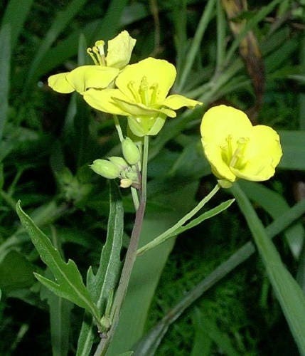 3000 Shogoin Turnip (Brassica Rapa) Seeds