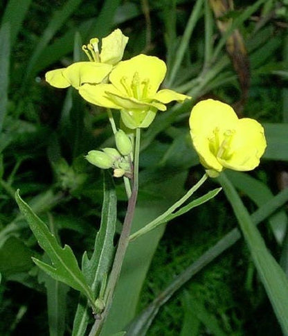 3000 Shogoin Turnip (Brassica Rapa) Seeds