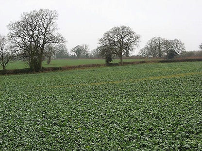 3000 Shogoin Turnip (Brassica Rapa) Seeds