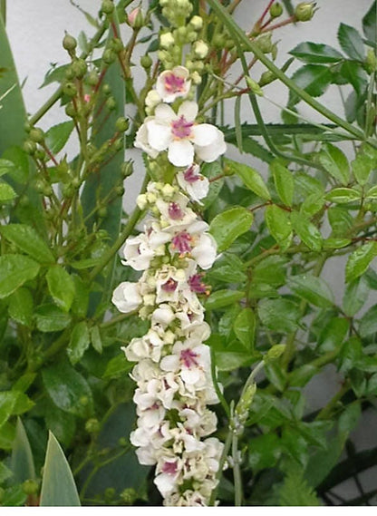 50 WEDDING CANDLES VERBASCUM Chaixii Album Mullein White Purple Flower Seeds