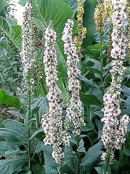 50 WEDDING CANDLES VERBASCUM Chaixii Album Mullein White Purple Flower Seeds